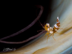 A B Y S S
Sexy shrimp
(Thor amboinensis) by Lilian Koh 
